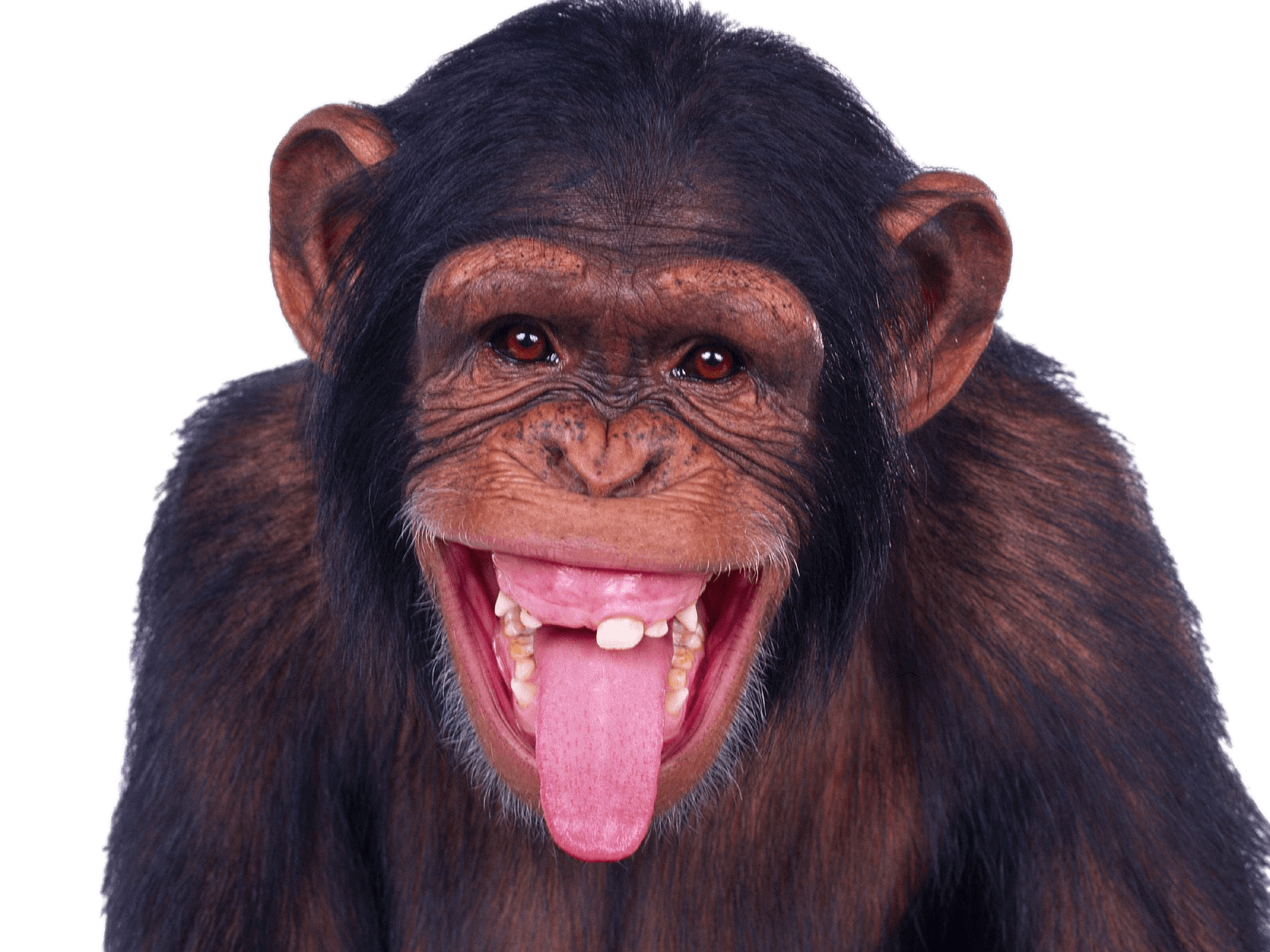 chimp